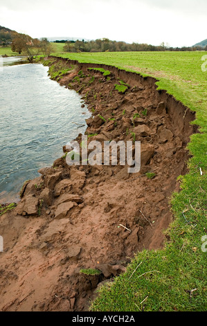 Erosion with slumped edge of field on bank of River Usk Llanfoist Wales UK Stock Photo