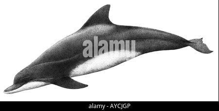 Bottlenose Dolphin (Tursiops truncatus), drawing Stock Photo