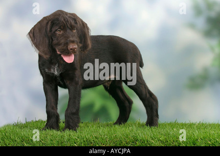 German Wire haired Pointing Dog puppy 9 weeks Stock Photo