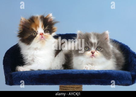 Persian Cats kittens Stock Photo