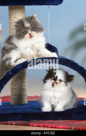 Persian Cats kittens Stock Photo