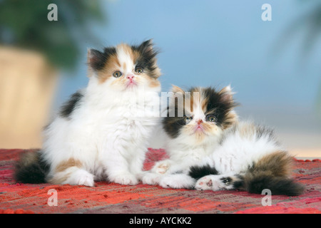 Persian Cats kittens Stock Photo