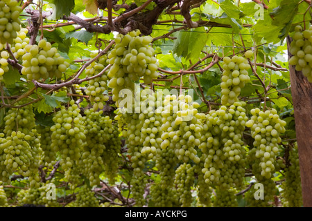 Grapes growing in a vineyard in the Nandi Hills Karnataka India Stock ...