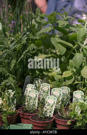 POTTED HERBS FOR SALE AT THE HERBS FOR HEALING WEEKEND AT BARLEY HILL FARM COOMBE ST NICHOLAS SOMERSET UK Stock Photo