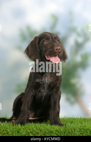 German Wire haired Pointing Dog puppy 9 weeks Stock Photo