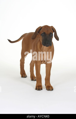 standing Rhodesian Ridgeback Puppies Stock Photo - Alamy