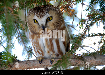 A saw-whet owl resting in a spruce on the Leslie spit a man made reclamation project and bird sanctuary in Toronto Stock Photo