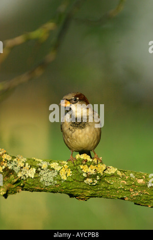 House sparrow passer domesticus on lichen covered branch Stock Photo