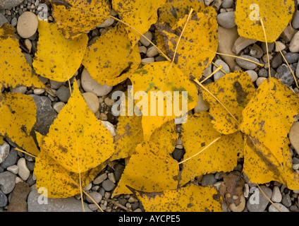 Black poplar (Populus nigra) fallen leaves on riverside gravel Stock Photo