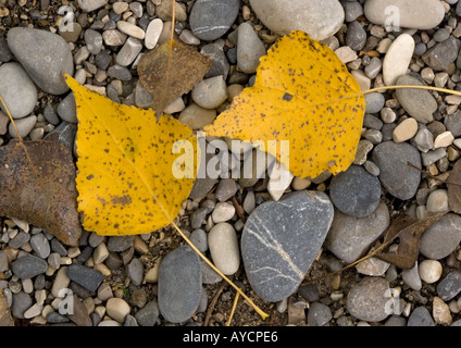 Black poplar (Populus nigra) fallen leaves on riverside gravel Stock Photo
