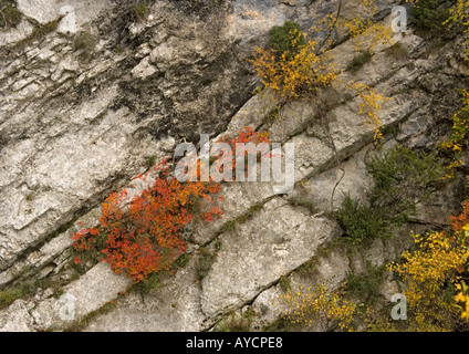 Smoke bush (Cotinus coggygria) growing in canyon wall, Verdon Gorge, Provence, France Stock Photo