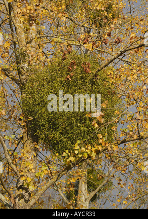 Masses of mistletoe, Viscum album in poplar trees autumn In fruit Stock Photo