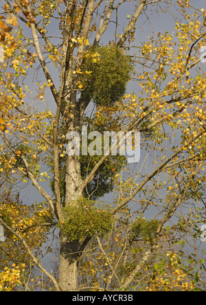 Masses of mistletoe, Viscum album in poplar trees autumn In fruit Stock Photo