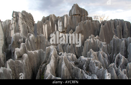 The Stone Forest in the Lunan Yi Nationality Autonomous County about 120 km from Kunming China Stock Photo