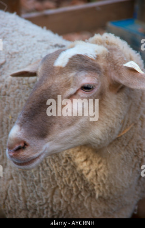 Close up of a sheeps head and shoulders Stock Photo