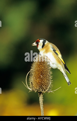 Goldfinch Carduelis carduelis feeding on a teasle in a garden in Shropshire England UK europe Stock Photo