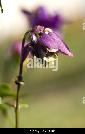 aquilegia vulgaris Rununculaceae head shot macro detail Stock Photo