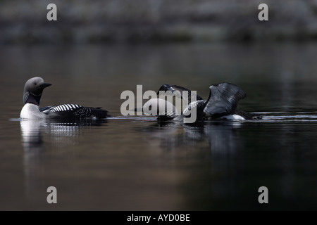 Black-throated Diver,Gavia arctica Stock Photo