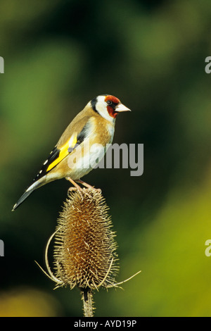 Goldfinch Carduelis carduelisGoldfinch perched on a teasle in a garden in Shropshire England UK europe Stock Photo