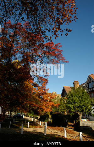 View of residential street in Dulwich Village lined with red leafed Autumn trees, London, England, UK Stock Photo