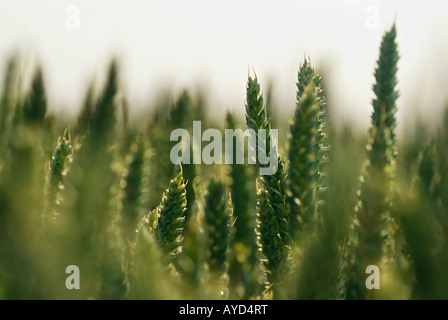 Close up of unripe wheat Stock Photo