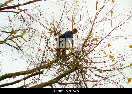 Tree surgeon trimming a tree Stock Photo