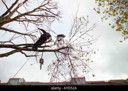 Tree surgeons trimming a tree Stock Photo