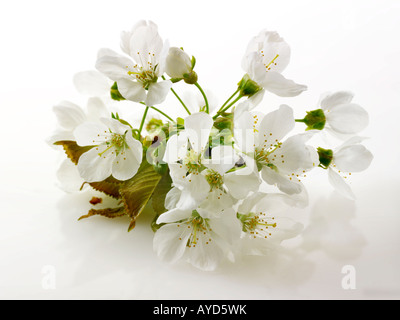 Pictures of fresh white cherry blossom, flowers and petals fresh picked from a cherry tree against a white background for cut out Stock Photo