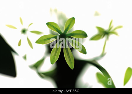 Sprouts of a Weeping Fig Ficus benjamina Stock Photo