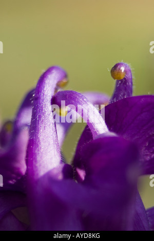 aquilegia vulgaris Rununculaceae head shot macro detail Stock Photo