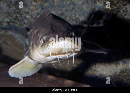 Adriatic sturgeon, Acipenser naccarii, Acipenseridae Stock Photo