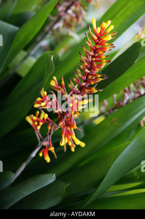 Aechmea winkleri, Bromeliaceae, bromeliad, Brazil, South America Stock Photo