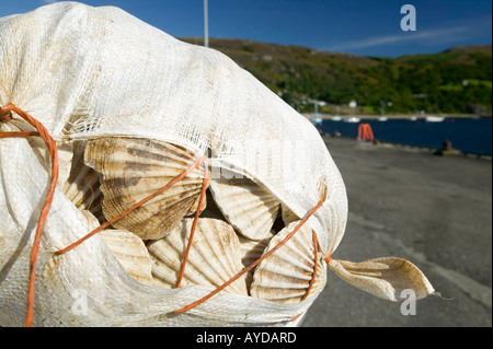 Scallop fishing nets hi-res stock photography and images - Alamy