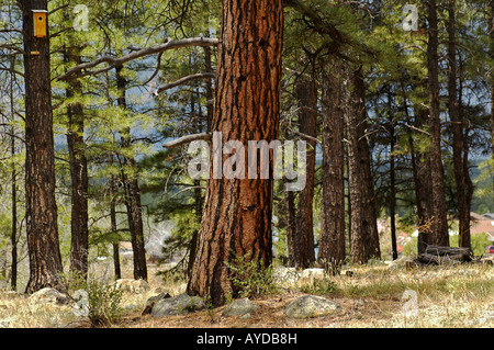 ponderosa pine in high alpine meadow near Flagstaff Arizona Pinus ponderosa Stock Photo