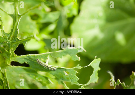 crop damage to organic cabbages by cabbage white butterfly, caterpillars on an allotment in ambleside, cumbria, UK Stock Photo