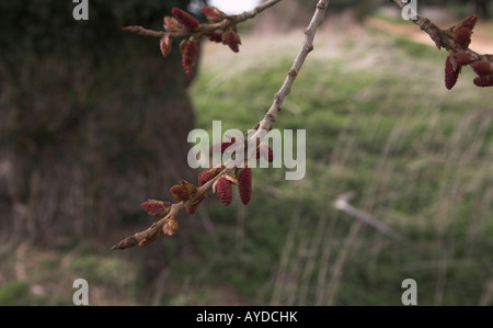Red catkins of male black poplar tree - populus nigra