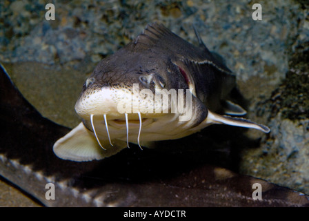 Adriatic sturgeon, Acipenser naccarii, Acipenseridae Stock Photo
