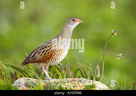 Corncrake, Crex crex, calling, Balranald, North Uist, Scotland, UK, wild bird, Stock Photo