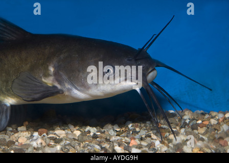 Ameiurus melas, black catfish, Ictaluridae, Siluriformes, Tiber River, Italy Stock Photo