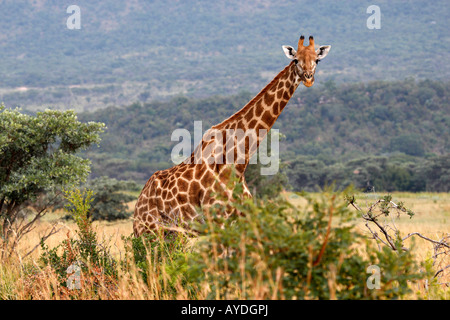 giraffe giraffa camelopardalis on the plain of entabeni game reserve welgevonden waterberg limpopo province south africa Stock Photo