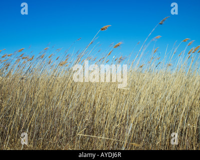 dried reeds and grass blowing in the wind hampton beach new hampshire Stock Photo