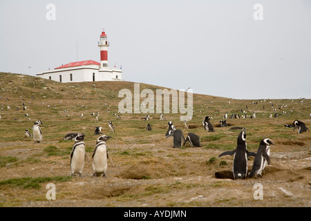 Magellanic Penguins on Isla Magdalena, Chile Stock Photo