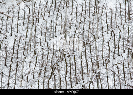 rows of apple trees in winter, South Tyrol, Italy Stock Photo