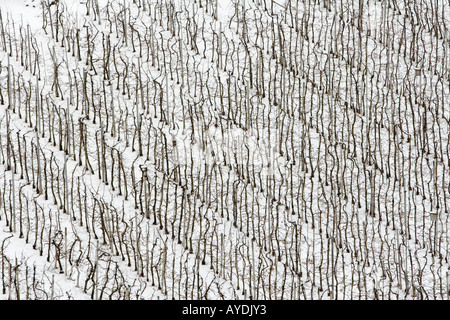 rows of apple trees in winter, South Tyrol, Italy Stock Photo