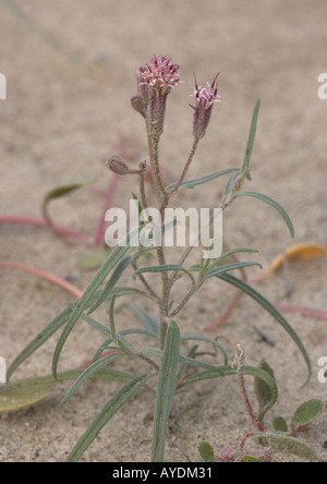 Spanish needle, Palafoxia arida, californian desert Stock Photo