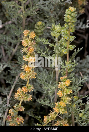 Burro bush in flower with developing spiny fruits Stock Photo