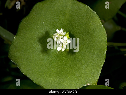 Miner's lettuce (Claytonia perfoliata) close-up Stock Photo