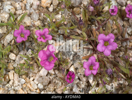 Purple mat in flower (Nama demissum), California Stock Photo