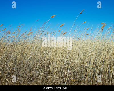 dried reeds blowing in the wind hampton beach new hampshire usa Stock Photo