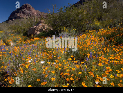 Mass of spring flowers in Organ Pipes National Monument mainly mexican gold poppies, Arizona, USA Stock Photo